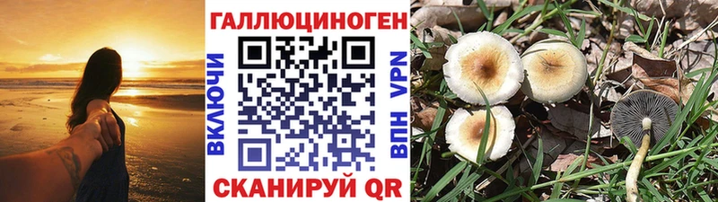 Псилоцибиновые грибы MAGIC MUSHROOMS  где купить наркотик  Чадан 